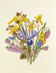 Schneeglöckchen, Narzissus Cyclamineus, Iris Reticulata und Traubenhyazinthe